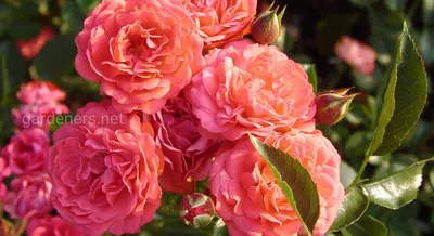 Розы, добавляющие шарм в интерьер - webp изображение