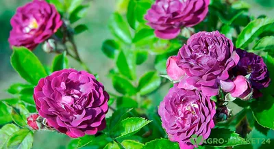 Фотография розы с яркими и насыщенными цветами - jpg формат