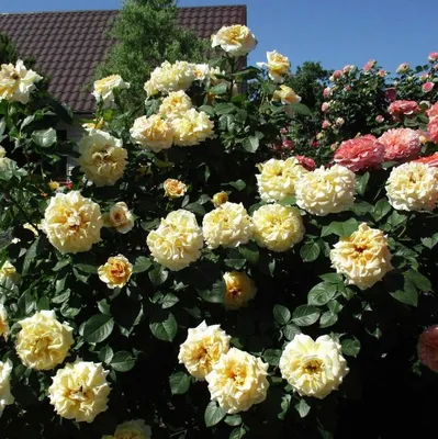 Фотография розы комтессы