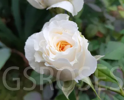 Фотка розы комтесса в jpg формате
