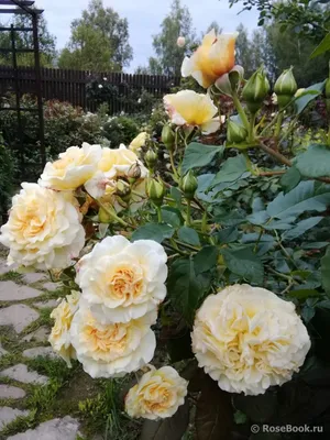 Изображение розы комтесса в png формате