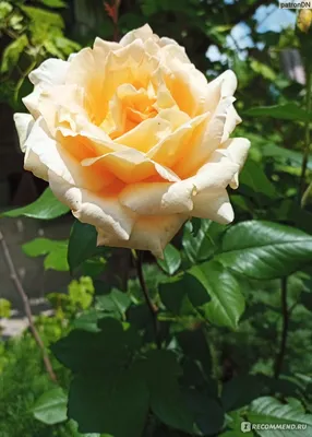 Фотография розы комтесса в webp формате