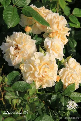 Изображение розы комтесса в webp формате