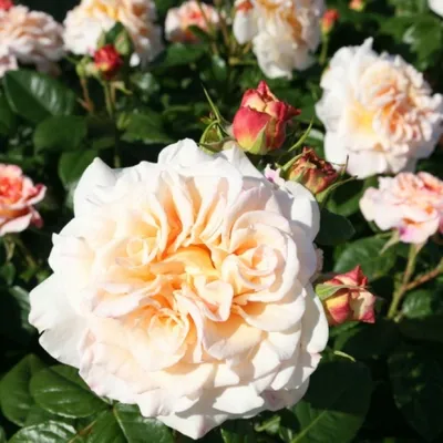 Фотография розы комтесса в формате png для скачивания