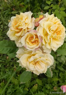 Фотография розы комтесса - доступные форматы