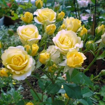 Фотография розы комтесса - доступные форматы изображения