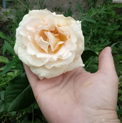Роза комтесса в формате jpg - выберите размер для скачивания