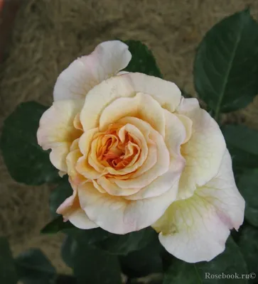 Изображение розы комтесса - доступные форматы изображения