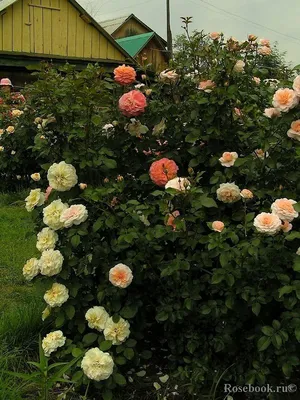 Фотка розы комтесса - выберите формат для скачивания