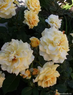 Фотография розы комтесса - доступные размеры и форматы