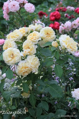Фото розы комтессы