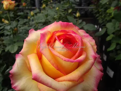 Уникальная роза конфетти - выберите размер и формат загрузки