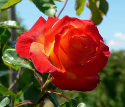 Фотография прекрасной розы конфетти в формате jpg