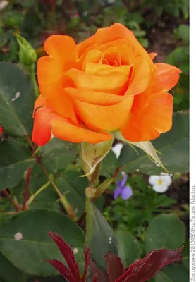 Красивая роза конфетти: доступные размеры и форматы