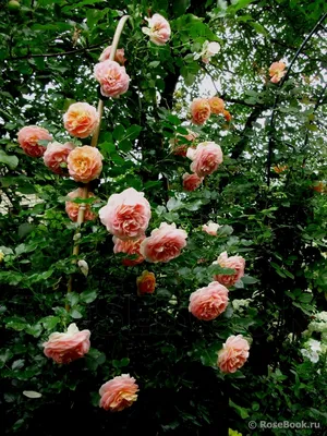 Красивая Роза концерто 94 на фото - форматы: JPG, PNG, WEBP