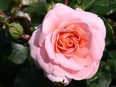 Фотография красивой Розы концерто 94 - выберите формат и скачайте бесплатно