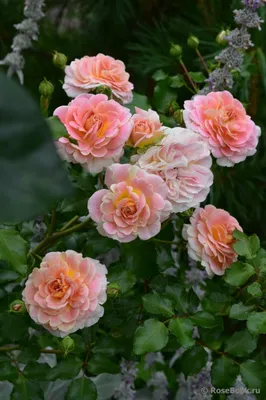 Фотографии красивой Розы концерто 94 - выберите формат и размер для загрузки