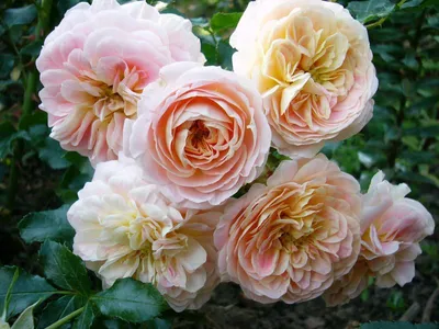 Изображение розы концерто - красивая фотография для загрузки