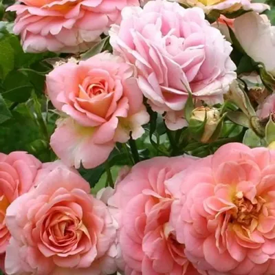 Изображение розы концерто в формате jpg - прекрасное изображение