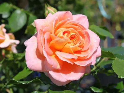 Роза концерто - качественная фотография в высоком разрешении