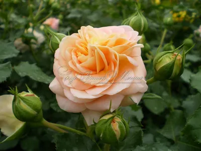 Фотка розы концерто для скачивания в webp