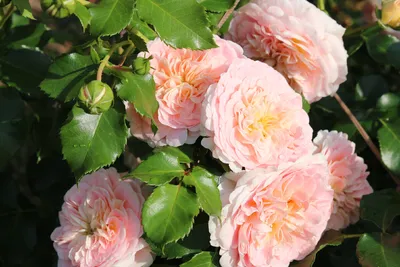 Роза концерто - красочное фото для использования на вашем сайте