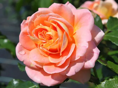 Фото розы концерто в формате png - отличное качество изображения