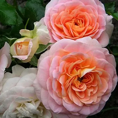 Изображение розы концерто - красивая картинка для загрузки