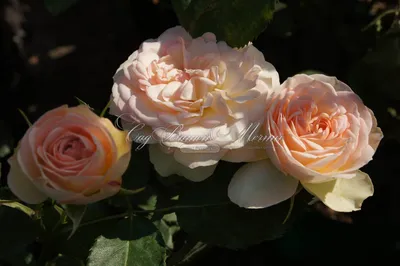 Изображение розы концерто - изысканная фотография для сохранения