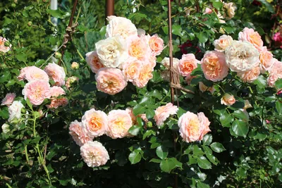 Изображение розы концерто в формате png - прекрасное изображение