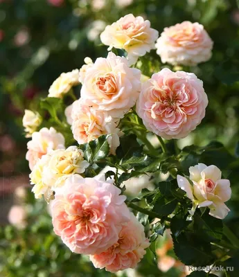 Изображение розы концерто - изысканная фотография для скачивания