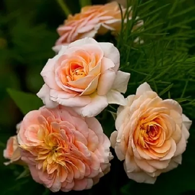 Изображение розы концерто в png - прекрасное изображение в высоком разрешении