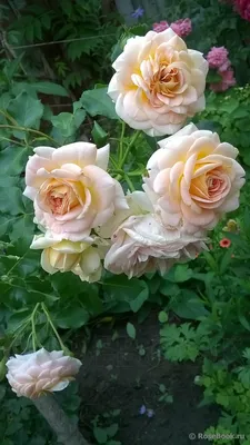 Роза концерто - качественная фотография для использования на сайте