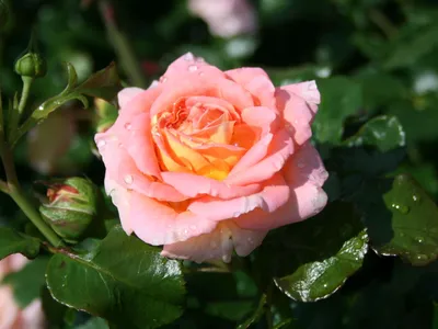 Фото розы концерто в формате webp - отличное качество и выбор размера