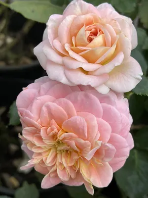 Изображение розы концерто - красивая картинка для загрузки с высоким разрешением