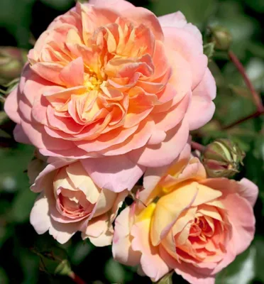 Фото розы концерто с возможностью выбора размера
