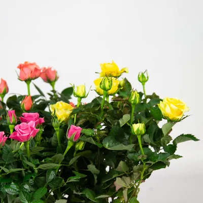 Фотография розы кордана микс: доступные размеры и форматы
