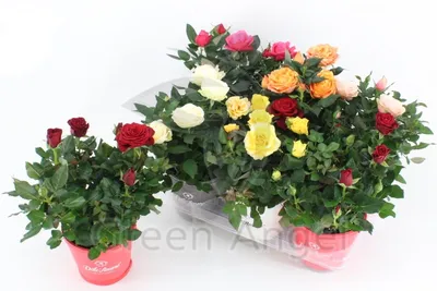 Фото розы кордана микс: различные варианты для скачивания
