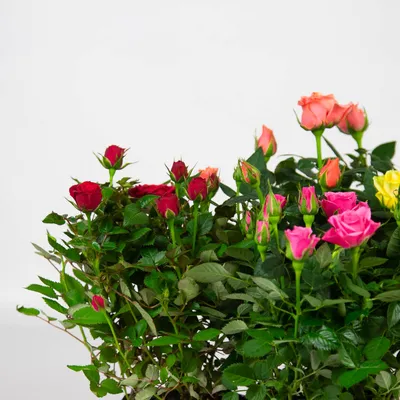 Роза кордана микс: красивые картинки в форматах jpg, png, webp