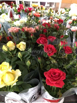 Картинка розы кордана микс: выберите желаемый размер фотографии