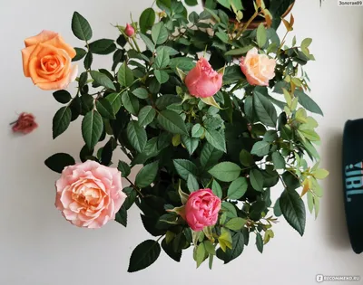 Фотография розы кордана микс в формате jpg: идеальное решение для вас