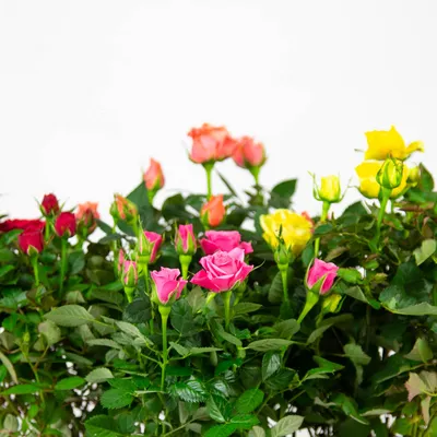 Фотография розы кордана микс в формате webp: оптимальное решение