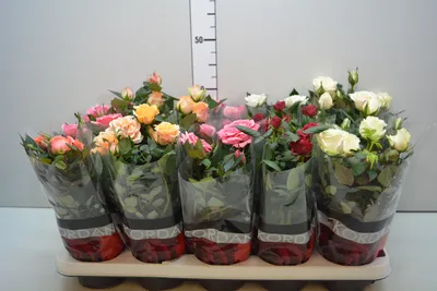 Фотография розы кордана микс в формате webp
