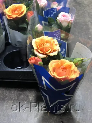 Изображение розы кордана микс: привлекательный внешний вид в формате png
