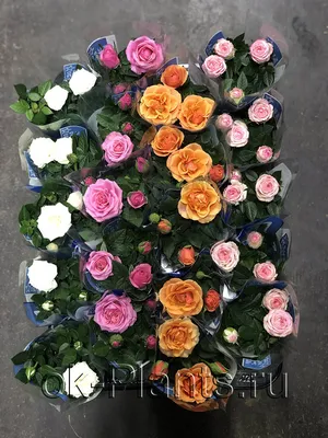 Красивая картинка розы кордана микс для скачивания в png