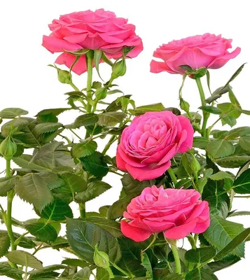 Роскошное изображение Розы Кордана с изысканными деталями