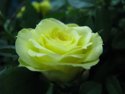 Прекрасное изображение Розы Кордана: прикоснитесь к ее изяществу