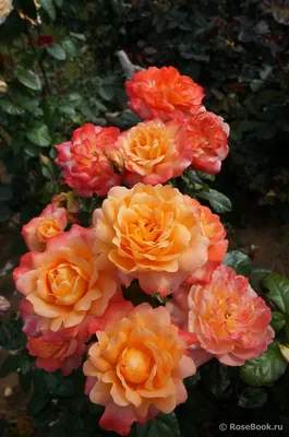 Роза король артур: величественная картина в jpg