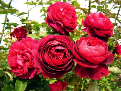 Изображение розы короля артура в формате png