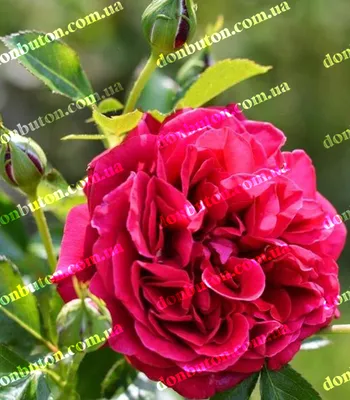 Роза король артур: прекрасный подарок для любителей цветов